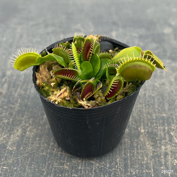 ハエトリソウ：ジャイアントトラップ　2号ポット
