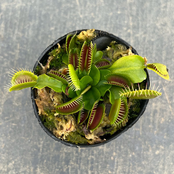 ハエトリソウ：ジャイアントトラップ　2号ポット
