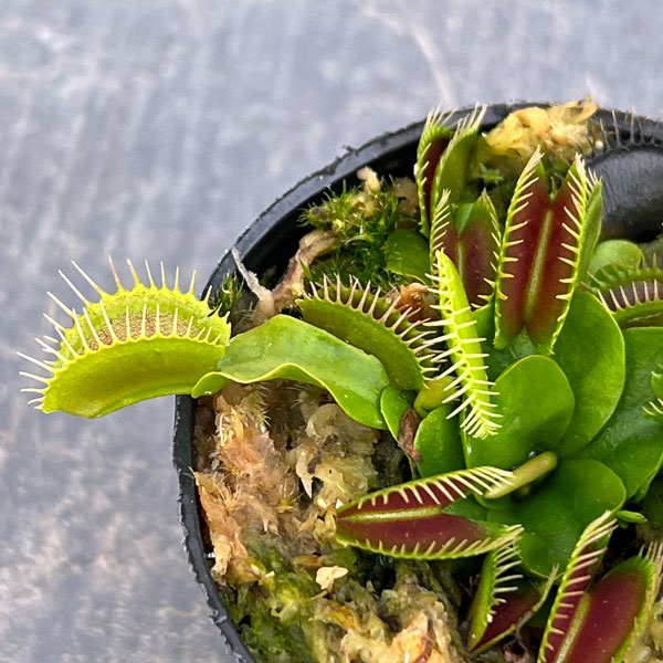 ハエトリソウ：ジャイアントトラップ　2号ポット