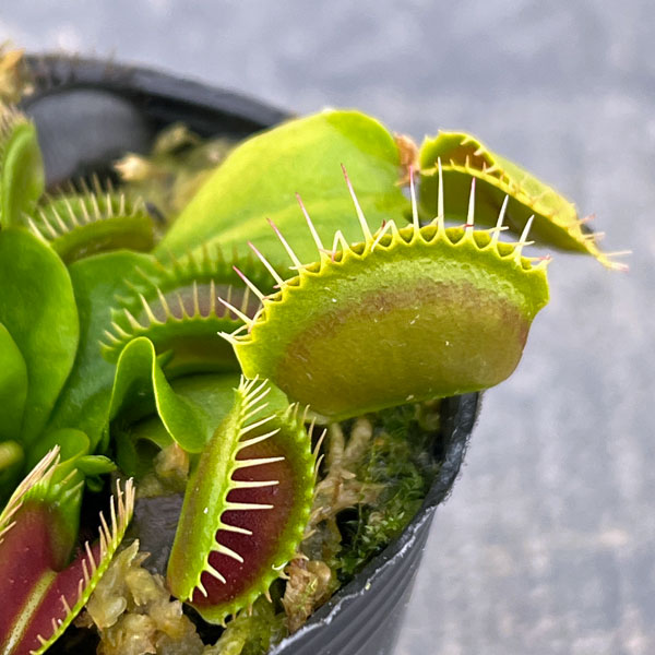 ハエトリソウ：ジャイアントトラップ　2号ポット