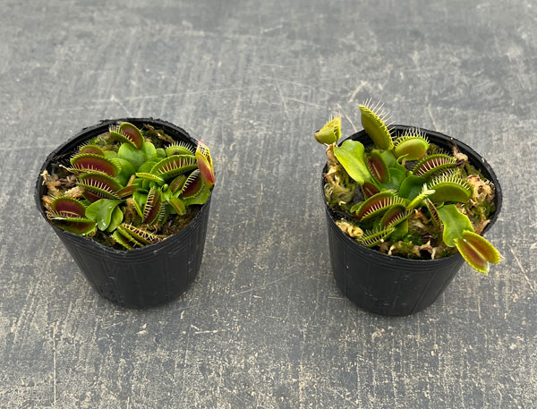 ハエトリソウ：ジャイアントトラップ　2号ポット