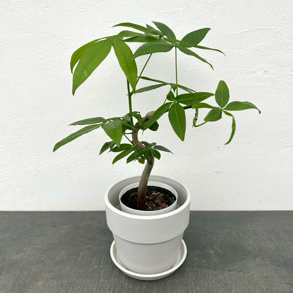 パキラ：グラブラ（ちょっと曲げ仕立て）　3.5号鉢入り　鉢カバー付き(アーバンプランツポットソリッド　ミルク)