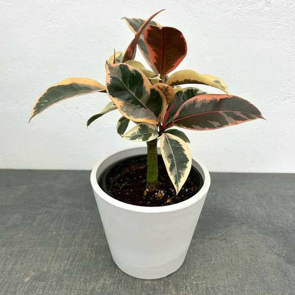 フィカス：ティネケ　3.5号鉢植え　鉢カバー付き(樹脂製鉢カバー・シティローMホワイト)