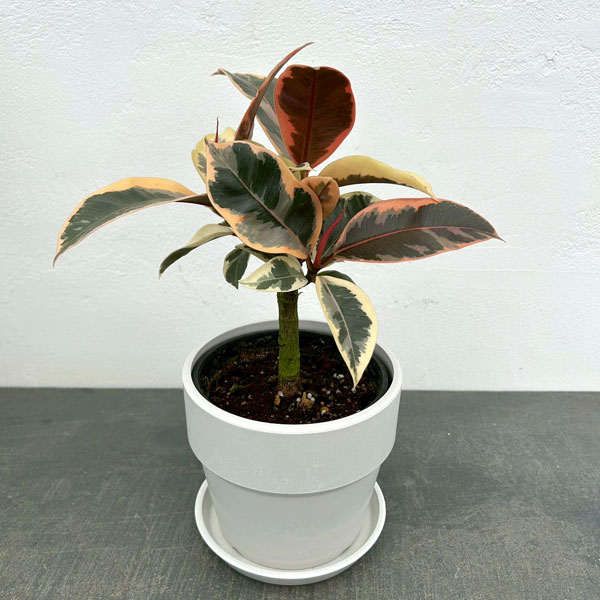 フィカス：ティネケ　3.5号鉢植え　鉢カバー付き(アーバンプランツポットソリッド　ミルク)