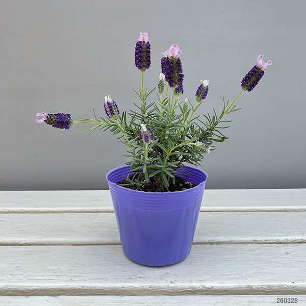 フレンチラベンダー(ストエカス)：わたぼうし　さくら姫3.5号ポット 6株セット