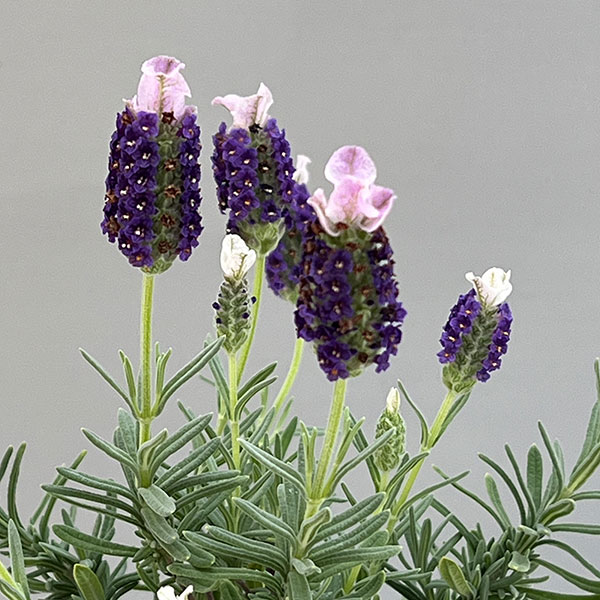 フレンチラベンダー(ストエカス)：わたぼうし　さくら姫3.5号ポット 6株セット