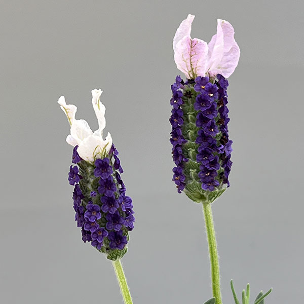 フレンチラベンダー(ストエカス)：わたぼうし　さくら姫3.5号ポット 6株セット