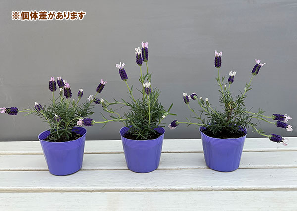 フレンチラベンダー(ストエカス)：わたぼうし　さくら姫3.5号ポット 6株セット