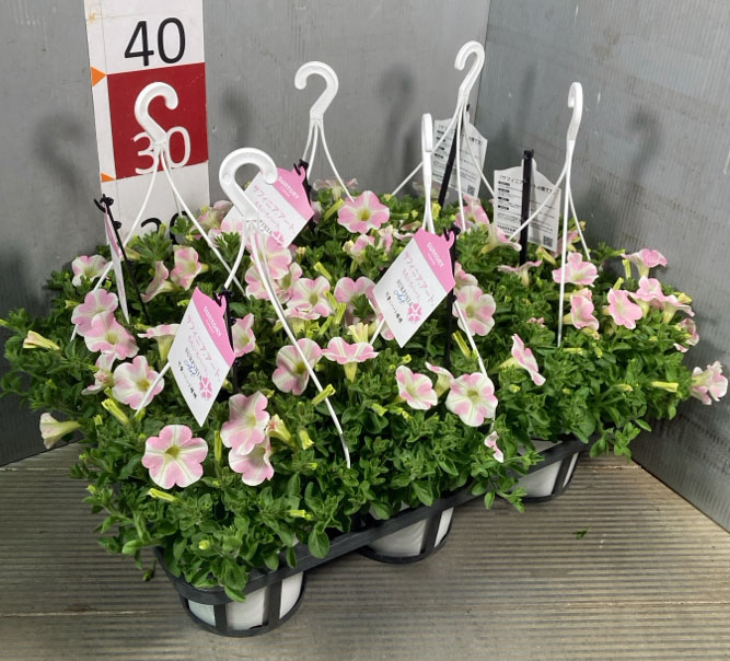 ペチュニア：サフィニアアートももいろハート5号吊り鉢植え
