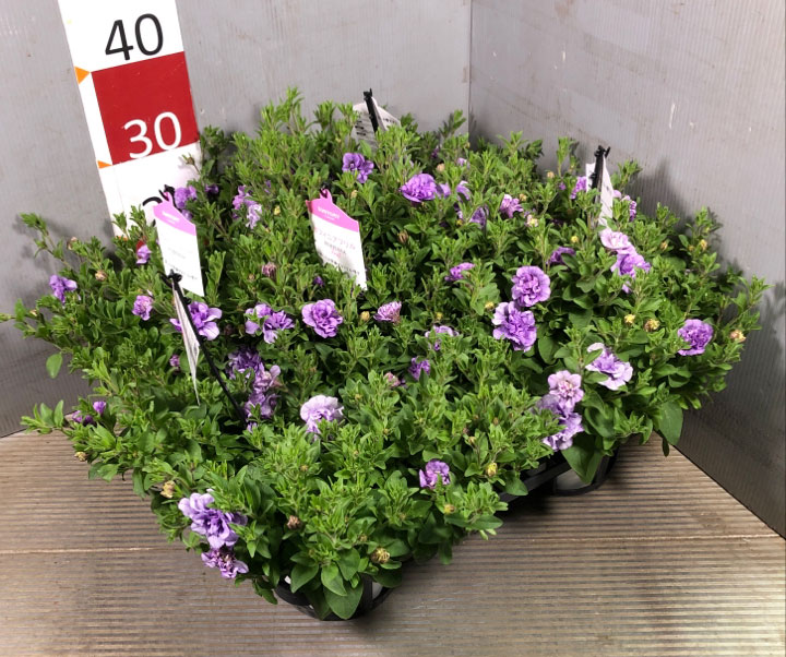 ペチュニア：サフィニア　フリルライラックブルー5号鉢植え (R)