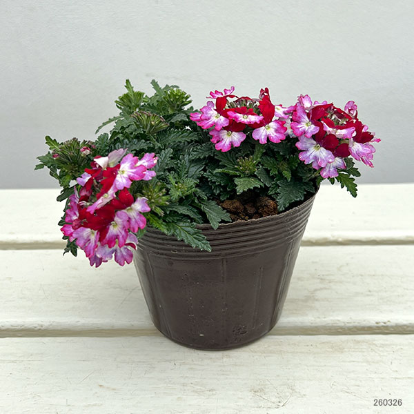 バーベナ：ドラムス パープルレッド3.5号ポット