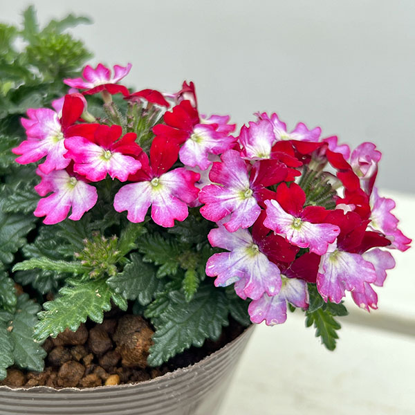 バーベナ：ドラムス パープルレッド3.5号ポット