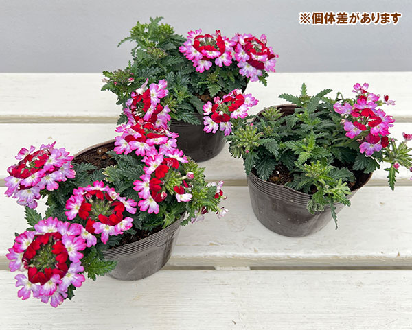 バーベナ：ドラムス パープルレッド3.5号ポット