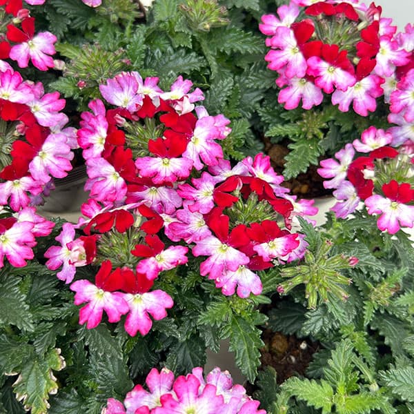 バーベナ：ドラムス パープルレッド3.5号ポット