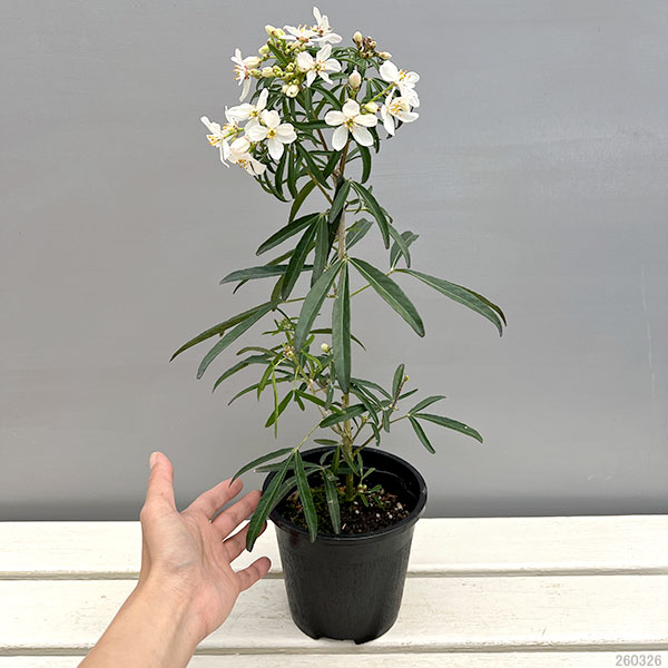 メキシカンオレンジ(チョイシア・テルナータ): アステカパール4.5号ポット