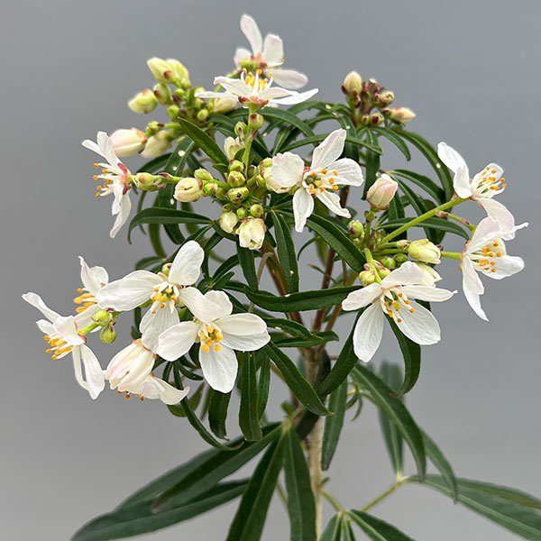 メキシカンオレンジ(チョイシア・テルナータ): アステカパール4.5号ポット