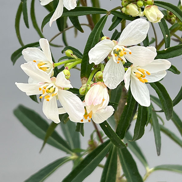 メキシカンオレンジ(チョイシア・テルナータ): アステカパール4.5号ポット