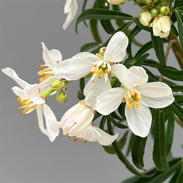 メキシカンオレンジ(チョイシア・テルナータ): アステカパール4.5号ポット