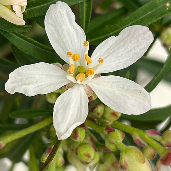 メキシカンオレンジ(チョイシア・テルナータ): アステカパール4.5号ポット