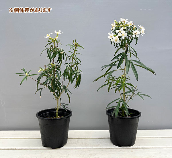 メキシカンオレンジ(チョイシア・テルナータ): アステカパール4.5号ポット