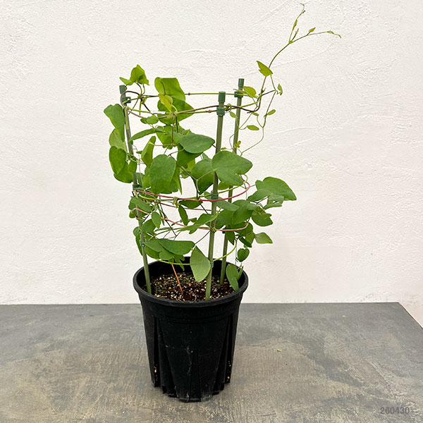園芸ネット本店｜クレマチス：フェルマータピンク6号ポット