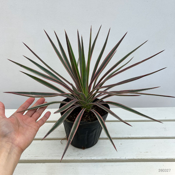 ユッカ：アロイフォリア バリエガータ（斑入り）5号ポット