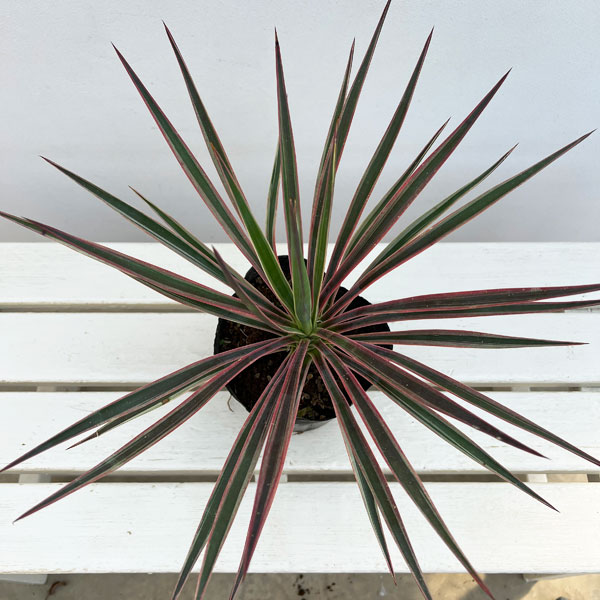 ユッカ：アロイフォリア バリエガータ（斑入り）5号ポット