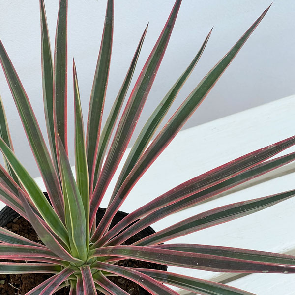 ユッカ：アロイフォリア バリエガータ（斑入り）5号ポット