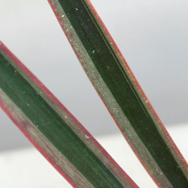 ユッカ：アロイフォリア バリエガータ（斑入り）5号ポット