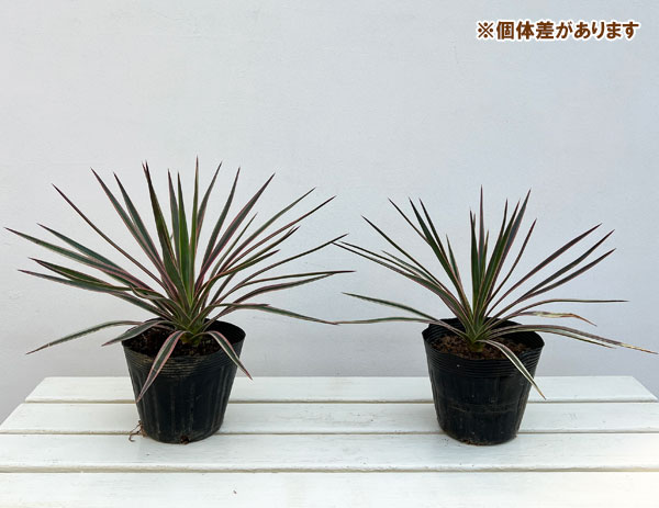 ユッカ：アロイフォリア バリエガータ（斑入り）5号ポット