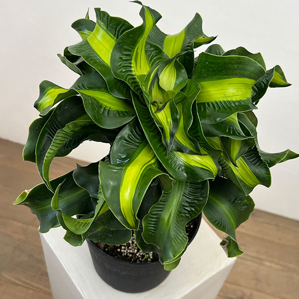 ドラセナ：マッソ二アナ　6号鉢植え