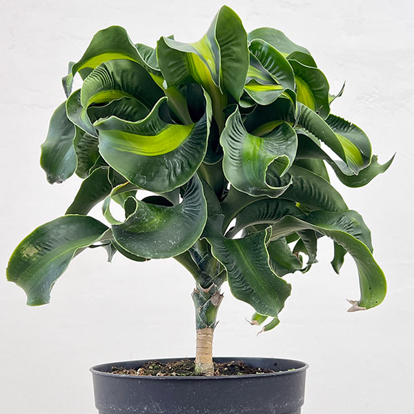 ドラセナ：マッソ二アナ　6号鉢植え
