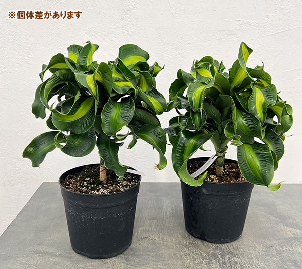 ドラセナ：マッソ二アナ　6号鉢植え