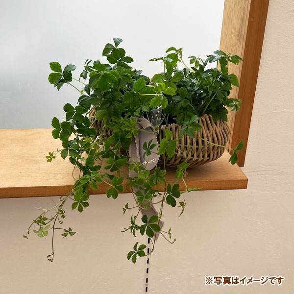 トリノ手篭S(幅22cm・奥行14cm)XM-008S