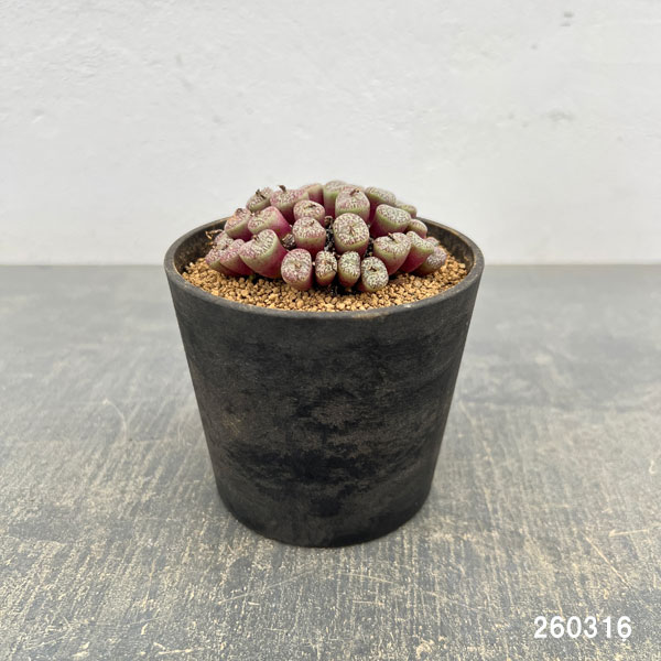 コノフィツム（原種系）：オブコルデルム　ウルシュプルンギアナム3.5号ポット26-02