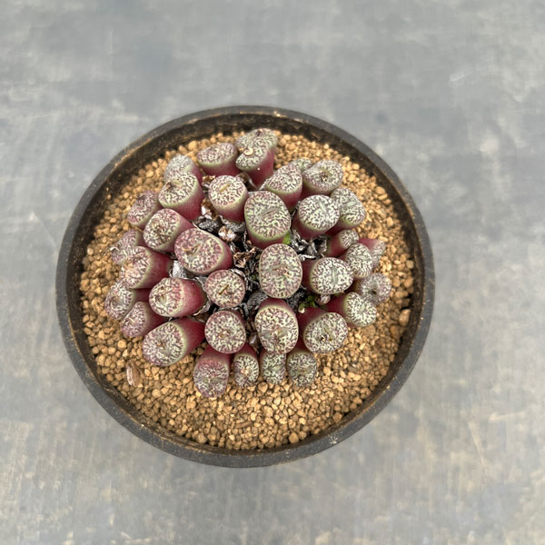 コノフィツム（原種系）：オブコルデルム　ウルシュプルンギアナム3.5号ポット26-02