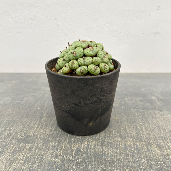 コノフィツム（原種系）：オブコルデルム　3.5号ポット26-03