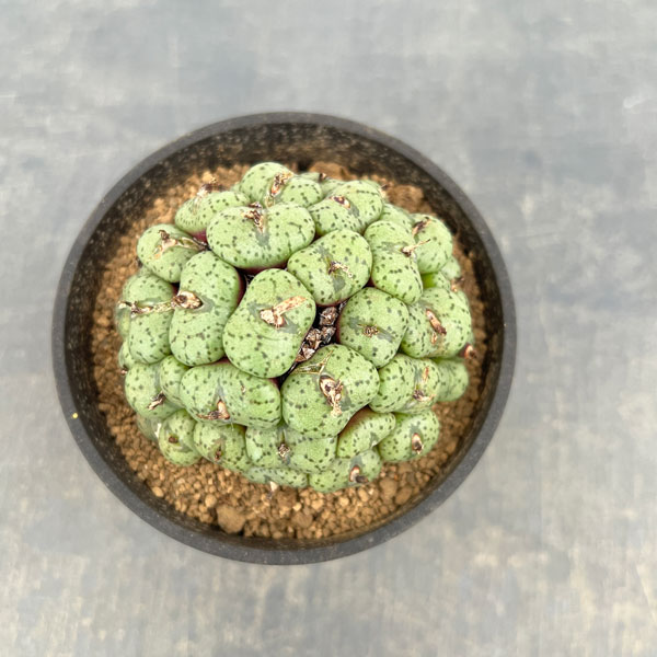 コノフィツム（原種系）：オブコルデルム　3.5号ポット26-03