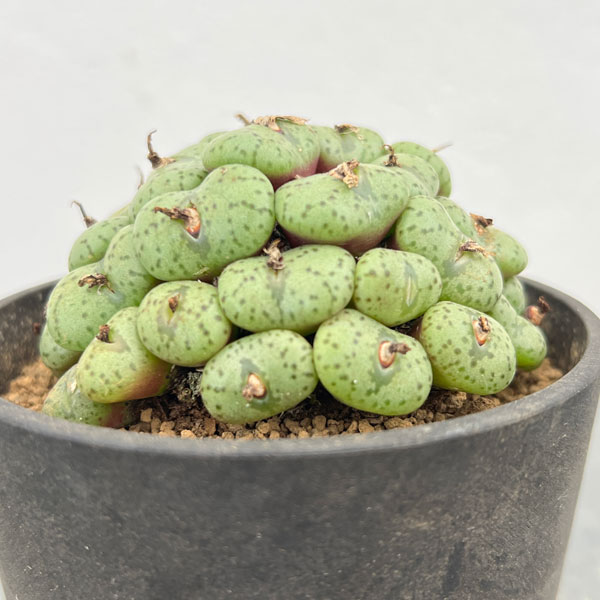 コノフィツム（原種系）：オブコルデルム　3.5号ポット26-03