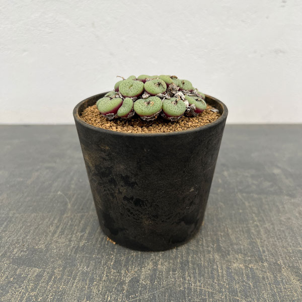 コノフィツム（原種系）：オブコルデルム ギフトベルゲンセ　3.5号ポット26-04