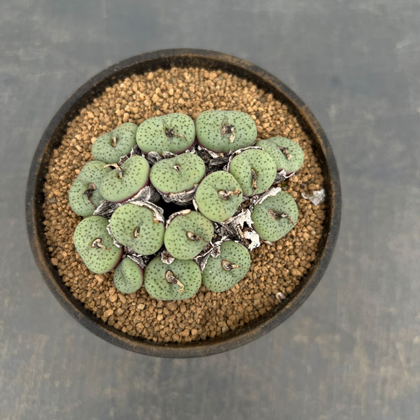 コノフィツム（原種系）：オブコルデルム ギフトベルゲンセ　3.5号ポット26-04