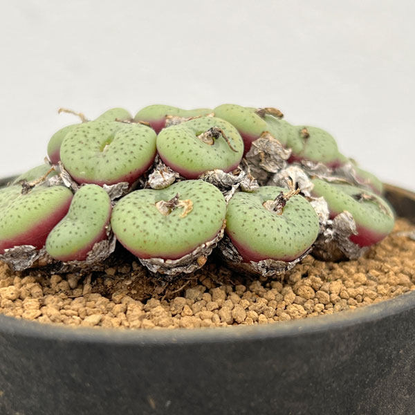 コノフィツム（原種系）：オブコルデルム ギフトベルゲンセ　3.5号ポット26-04