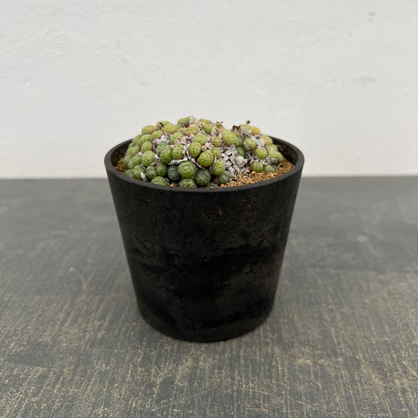 コノフィツム（原種系）：ユビフォルメ メレアグリス 3.5号ポット26-02