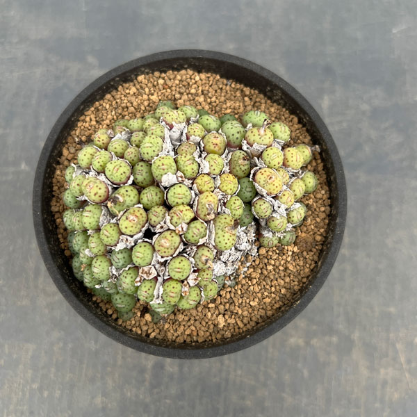 コノフィツム（原種系）：ユビフォルメ メレアグリス 3.5号ポット26-02