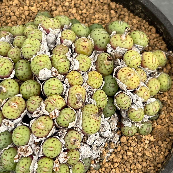 コノフィツム（原種系）：ユビフォルメ メレアグリス 3.5号ポット26-02