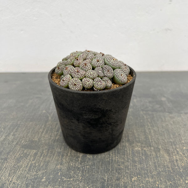 コノフィツム（原種系）：ミニマム　ウィッテベルゲンセ　リトルスプリーフォンテイン　3.5号ポット26-02