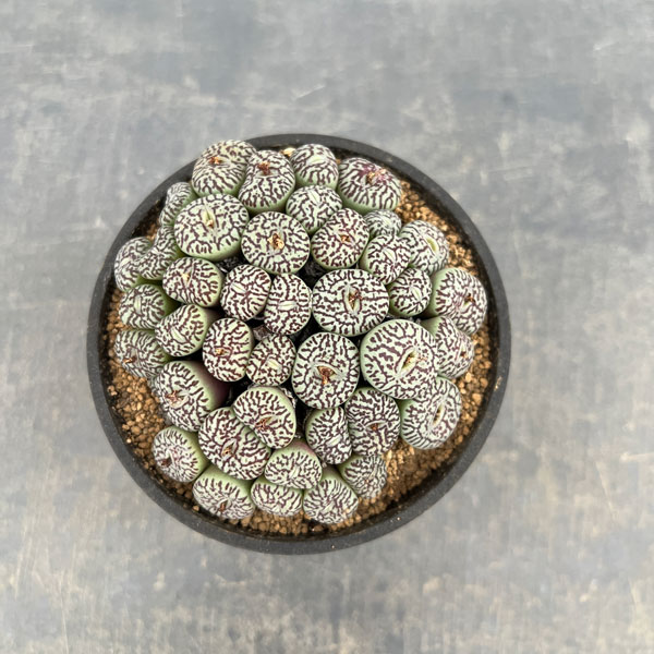 コノフィツム（原種系）：ミニマム　ウィッテベルゲンセ　リトルスプリーフォンテイン　3.5号ポット26-02