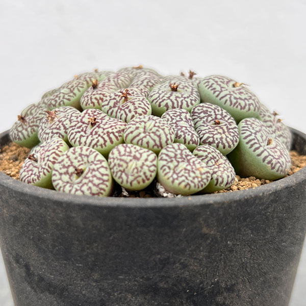 コノフィツム（原種系）：ミニマム　ウィッテベルゲンセ　リトルスプリーフォンテイン　3.5号ポット26-02