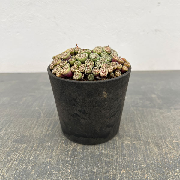 コノフィツム（原種系）：ミニマム　ウィッテベルゲンセ　3.5号ポット26-03