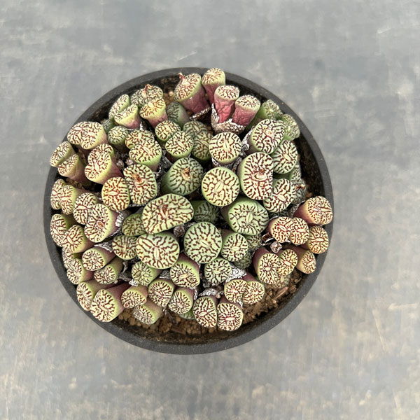 コノフィツム（原種系）：ミニマム　ウィッテベルゲンセ　3.5号ポット26-03